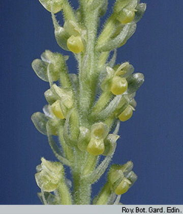 Hylophila gracilis