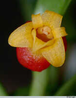 Mediocalcar versteegii: Mediocalcar versteegii J.J.Sm. subsp. versteegii, flower, front view, photo E.F. de Vogel, Leiden cult. 20031508