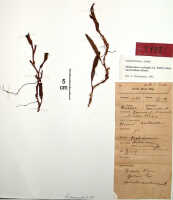 Mediocalcar versteegii subsp. intermedium: Mediocalcar versteegii J.J.Sm. subsp. intermedium Schuit., (as Mediocalcar seranicum J.J.Sm.), herbarium sheet, Rutten Exp. (Kornasi) 1481 (Moluccas, Ceram, Mt. Moerkele) (isotype specimen BO)