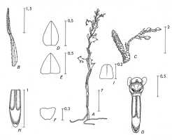 Octarrhena filiformis var. brachyphylla: Octarrhena filiformis (L.O.Williams) P.Royen var. brachyphylla (L.O.Williams) P.Royen, drawing P. van Royen in Alp. Fl. New Guinea 2 (1979) 728, fig. 250