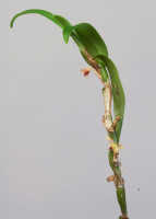 Bulbophyllum dawongense: Bulbophyllum dawongense J.J.Sm., plant habit, photo Ed de Vogel, from Papua New Guinea, Morobe Prov., Leiden cult. 20120617 (S. Lyon & N. & F. Juhonewe ).