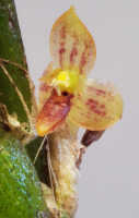 Bulbophyllum dawongense: Bulbophyllum dawongense J.J.Sm., flower, front view, photo Ed de Vogel, from Papua New Guinea, Morobe Prov., Leiden cult. 20120617 (S. Lyon & N. & F. Juhonewe ), from Papua New Guinea, Morobe Prov.
