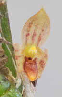 Bulbophyllum dawongense: Bulbophyllum dawongense J.J.Sm., flower, front view, photo Ed de Vogel, from Papua New Guinea, Morobe Prov., Leiden cult. 20120617 (S. Lyon & N. & F. Juhonewe ), from Papua New Guinea, Morobe Prov.