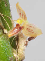 Bulbophyllum dawongense: Bulbophyllum dawongense J.J.Sm., flower, front view, photo Ed de Vogel, from Papua New Guinea, Morobe Prov., Leiden cult. 20120617 (S. Lyon & N. & F. Juhonewe ), from Papua New Guinea, Morobe Prov.
