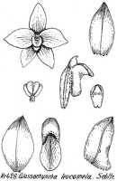 Glomera leucomela: Glomera leucomela (Schltr.) J.J.Sm., as Glossorhyncha leucomela Schltr., from Repert. Spec. Nov. Regni Veg. Beih. 21 (1923) t. 114, fig. 428