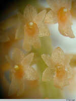 Oberonia bifida: Oberonia bifida Schltr., flowers, front view, photo E.F. de Vogel, Leiden cult. 20031896