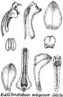 Dendrobium nubigenum: Dendrobium nubigenum Schltr., drawing R. Schlechter in Repert. Spec. Nov. Regni Veg. Beih. 21 (1923) t. 175, fig. 655