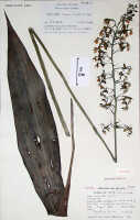 Calanthe cremeoviridis: Calanthe cremeoviridis J.J.Wood, herbarium sheet, Sands (Woods & Pattison) 1782 (4 sheets, drawing K, 2 sheets), holotype (K)