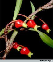 Mediocalcar versteegii subsp. intermedium: Mediocalcar versteegii J.J.Sm. subsp. intermedium Schuit., stem with flowers, photo E.F. de Vogel, Leiden cult. 20030264, detail