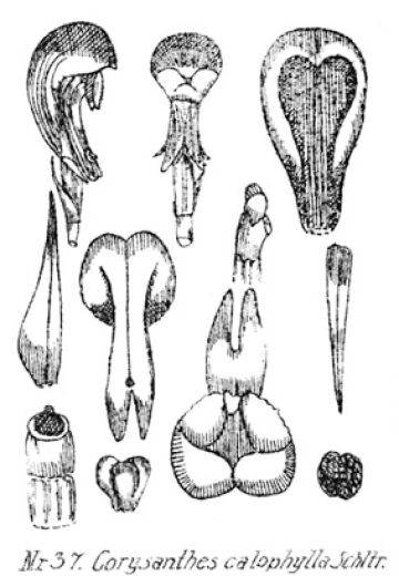 Corybas calophyllus