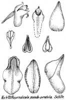Appendicula pseudopendula: Appendicula pseudopendula (Schltr.) Schltr., from Repert. Spec. Nov. Regni Veg. Beih. 21 (1923) t. 125, fig. 470. The description mentions a rather high horseschoe-shaped callus not present in the drawing