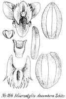 Crepidium decumbens: Crepidium decumbens (Schltr.) Szlach. (as Microstylis decumbens Schltr.), drawing R. Schlechter in Repert. Spec. Nov. Regni Veg. Beih. 21 (1923) t. 53, fig. 186