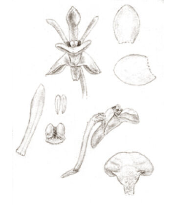 Dendrobium micronephelium