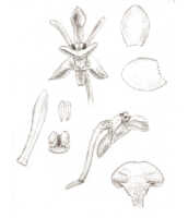 Dendrobium micronephelium: overview of Dendrobium micronephelium J.J.Sm.