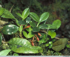 Mediocalcar geniculatum: Mediocalcar geniculatum J.J.Sm., in situ, Mt. Kaindi, PNG, photo A. Schuiteman, based on Schuiteman 8