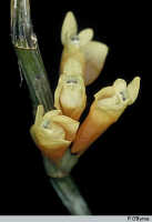 Dendrobium verruculosum: Dendrobium verruculosum Schltr., photo P. O'Byrne, based on O'Byrne D470