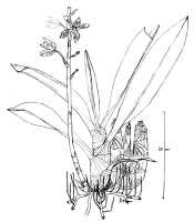 Grammatophyllum scriptum: Grammatophyllum scriptum (L.) Blume var. boweri (F.Muell.) Schltr., drawing P. O'Byrne