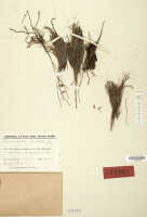 Taeniophyllum terrestre: Taeniophyllum terrestre (J.J.Sm.) Kocyan & Schuit. (as Microtatorchis terrestris J.J.Sm.), herbarium sheet, Lam 1665 (holotype specimen L)