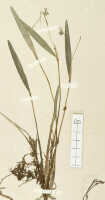 Dendrobium mischobulbum: Dendrobium mischobulbum Schltr., detail of isosyntype specimen: Schlechter 19121 (L)