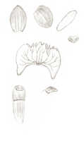 Crepidium latum: Crepidium latum (J.J.Sm.) Szlach. (as Microstylis lata J.J.Sm.), floral analysis, drawing J.J. Smith, based on Lam 2104