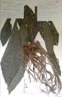 Calanthe cremeoviridis: Calanthe cremeoviridis J.J.Wood, herbarium sheet, Sands 1782 (4 sheets, drawing K, 2 sheets), holotype (K)