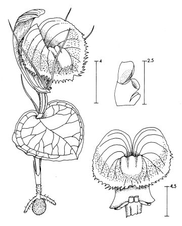 Corybas koresii