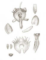 Crepidium pectinatum: Crepidium pectinatum (J.J.Sm.) Szlach. (as Microstylis pectinata J.J.Sm.), floral analysis, drawing J.J. Smith, based on Bogor cult. (Exp. Lorentz, Djibdja 434) s.n.