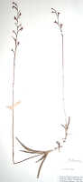 Habenaria ochroleuca: Habenaria ochroleuca R.Br., herbarium specimen (L), Brass 8649