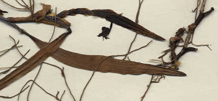 Mediocalcar versteegii subsp. intermedium: Mediocalcar versteegii J.J.Sm. subsp. intermedium Schuit., detail of herbarium sheet, RSNH (McKee) 24160 (holotype specimen K), photo copyright the Board of Trustees of the Royal Botanic Gardens, Kew