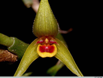 Bulbophyllum erythrosema