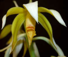 Phaius tankervilleae variety devogelii: Phaius tankervilleae (Banks ex L'Hér.) Blume var. devogelii P.J.Cribb & J.V.Stone, flower from above, photo Ed de Vogel, based on Leiden cult. 20031931, from PNG, Oro Prov., Kokoda Valley, Kowela