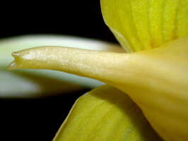Phaius tankervilleae variety devogelii: Phaius tankervilleae (Banks ex L'Hér.) Blume var. devogelii P.J.Cribb & J.V.Stone, spur from below, photo Ed de Vogel, Leiden cult. 20031931, from PNG, Oro Prov., Kokoda Valley, Kowela