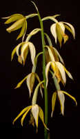 Phaius tankervilleae variety devogelii: Phaius tankervilleae (Banks ex L'Hér.) Blume var. devogelii P.J.Cribb & J.V.Stone, inflorescence, photo Ed de Vogel, based on Leiden cult. 20031931, from PNG, Oro Prov., Kokoda Valley, Kowela