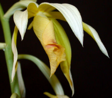 Phaius tankervilleae variety devogelii