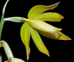 Phaius tankervilleae variety devogelii: Phaius tankervilleae (Banks ex L'Hér.) Blume var. devogelii P.J.Cribb & J.V.Stone, flower, view from below, photo Ed de Vogel, Leiden cult. 20031931, from PNG, Oro Prov., Kokoda Valley, Kowela