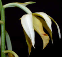 Phaius tankervilleae variety devogelii: Phaius tankervilleae (Banks ex L'Hér.) Blume var. devogelii P.J.Cribb & J.V.Stone, flower lateral view, photo Ed de Vogel, Leiden cult. 20031931, from PNG, Oro Prov., Kokoda Valley, Kowela