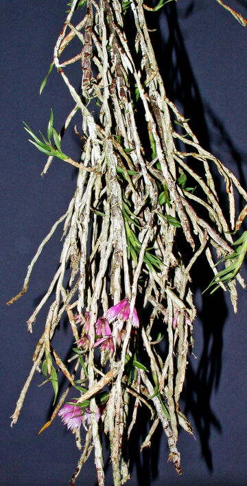 Dendrobium caliculimentum