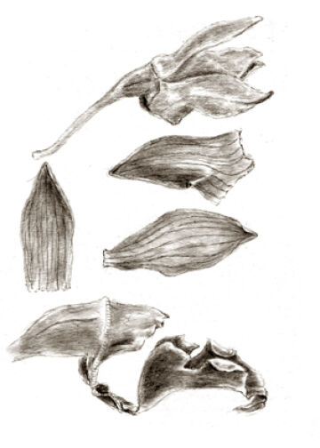 Dendrobium iteratum