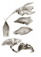 Dendrobium iteratum: Dendrobium iteratum J.J.Sm., drawing J.J. Smith, based on Stein 575