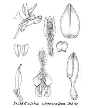 Dendrobium stenocentrum
