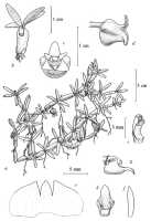 Mediocalcar decoratum: Mediocalcar decoratum Schuit., drawing A. Schuiteman in Orchid Monogr. 8 (1997) fig. 14
