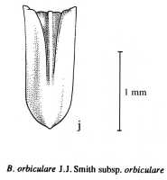 Bulbophyllum orbiculare: Bulbophyllum orbiculare J.J.Sm. ssp. orbiculare, Orchid Monogr. 7 (1993) 111, fig. 58, J.J. Vermeulen, drawing, lip, based on j Gjellerup 830 (L)
