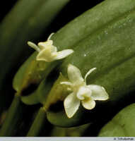 Dendrobium rumphiae: Dendrobium rumphiae Rchb.f., habit detail, photo A. Schuiteman, based on Bogor cult.