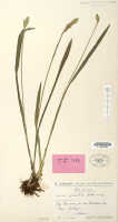 Liparis apiculata: Liparis apiculata Schltr., herbarium sheet, Schlechter 16552 (isotype specimen L)