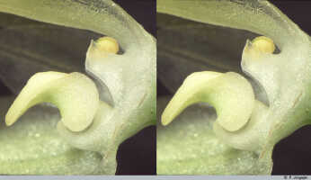 Bulbophyllum chloranthum: Bulbophyllum chloranthum Schltr., flower detail, column and lip, lateral view, lateral sepal and petal removed, photo P. Jongejan, collection Royal Botanic Gardens, Kew, cult. P. Jongejan 605