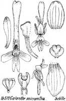 Calanthe micrantha: Calanthe micrantha Schltr., from Repert. Spec. Nov. Regni Veg. Beih. 21 (1923) t. 135, fig. 507