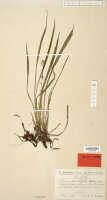 Liparis caricifolia: Liparis caricifolia Schltr., herbarium sheet, Schlechter 18590 (isotype specimen L)