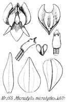 Crepidium microhybos: Crepidium microhybos (Schltr.) Szlach. (as Microstylis microhybos Schltr.), drawing R. Schlechter in Repert. Spec. Nov. Regni Veg. Beih. 21 (1923) t. 44, fig. 153