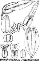 Bulbophyllum chloranthum: Bulbophyllum chloranthum Schltr. as Bulbophyllum hedyothyrsus Schltr., floral analysis, R. Schlechter in Repert. Spec. Nov. Regni Veg. Beih. 21 (1928) t. 311, fig. 1194