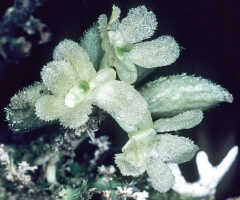 Hymenorchis serrata: Hymenorchis serrata Schltr., cult. and photo G. Stocker, from Papua New Guinea, locality not known